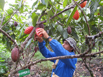 Costa Rica Cacao Farm (Finca) Visit