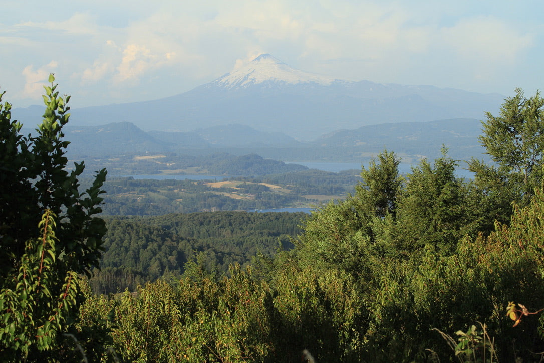 PATAGONIA SUPERBERRY 70%