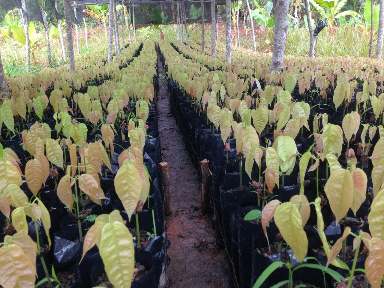 PERU - PIURA WHITE 70%