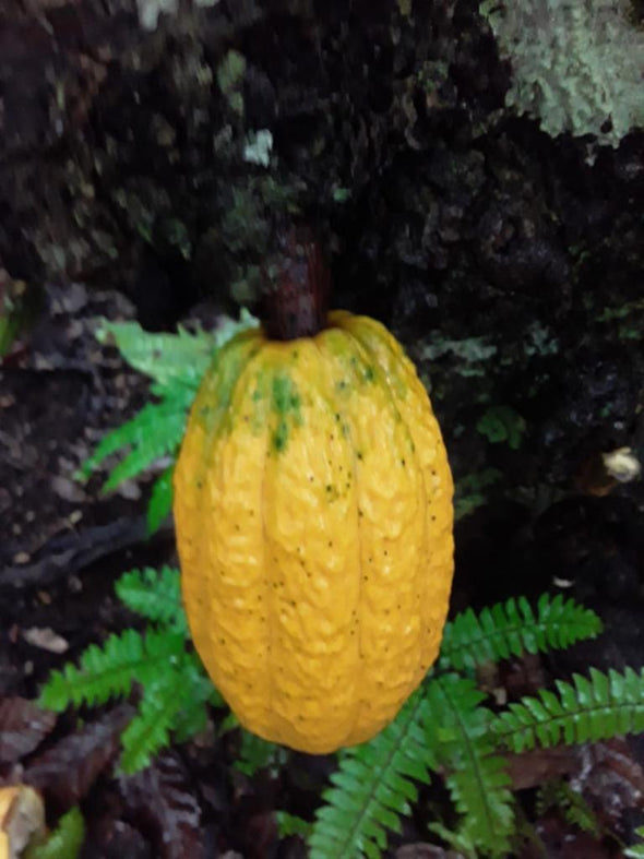 CHUNCHO, PERU 70%