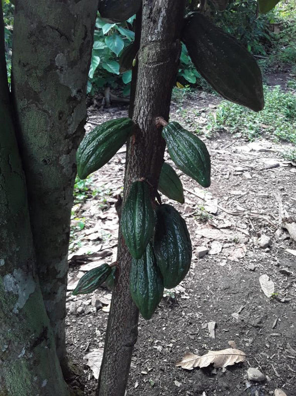 CHUNCHO, PERU 70%