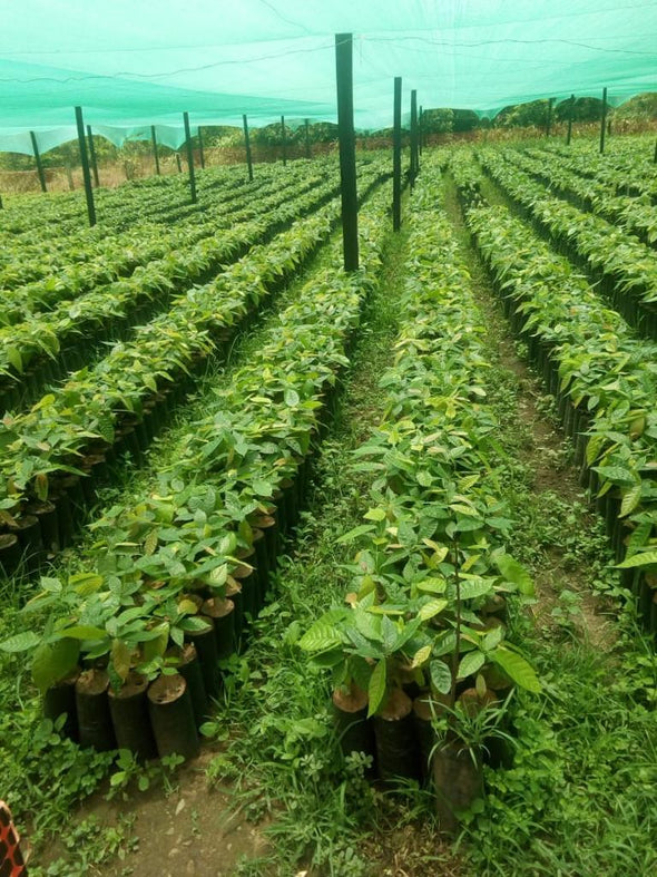 CHUNCHO, PERU 70%