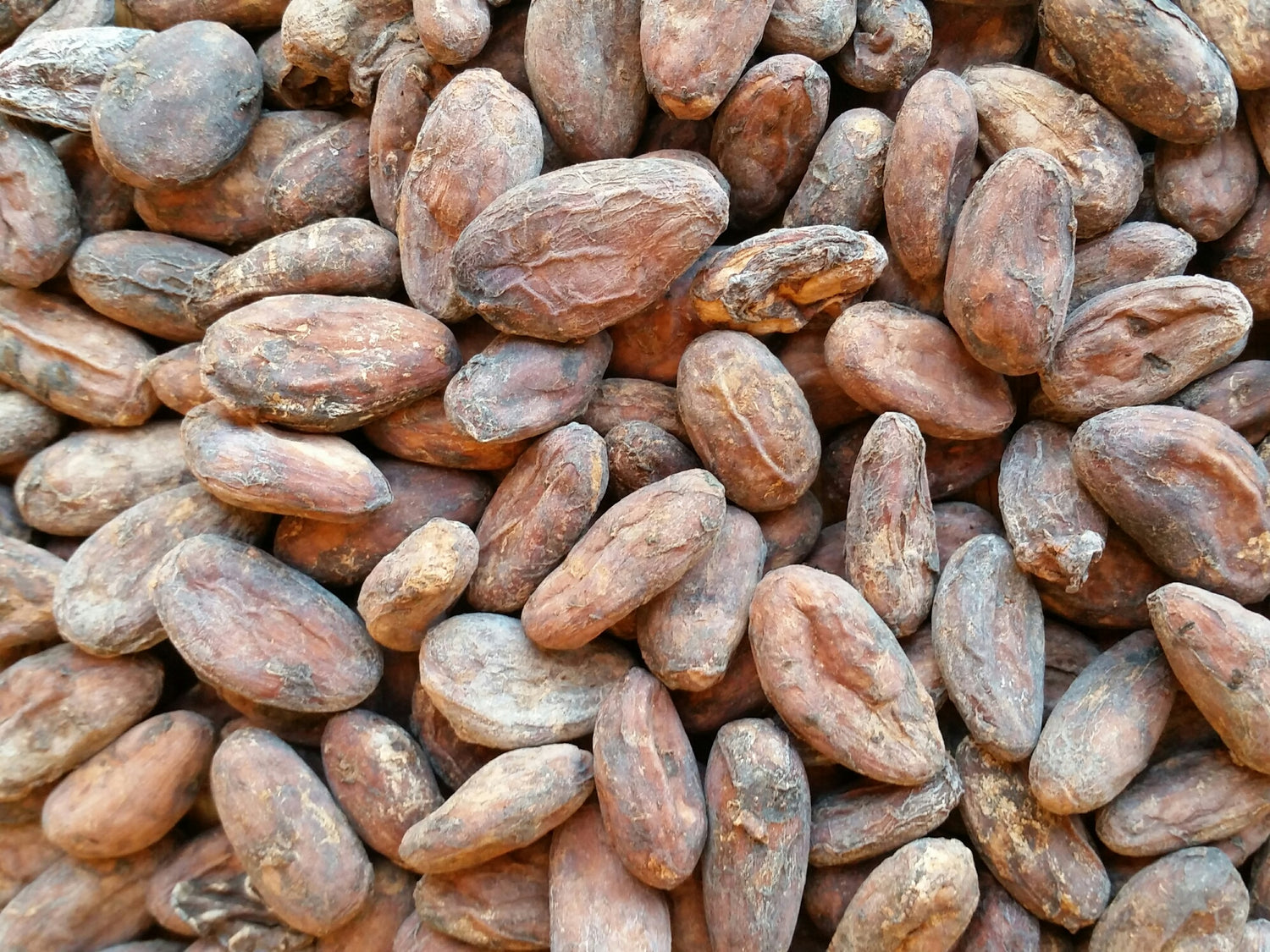 CACAO BEANS & CACAO LIQUOR
